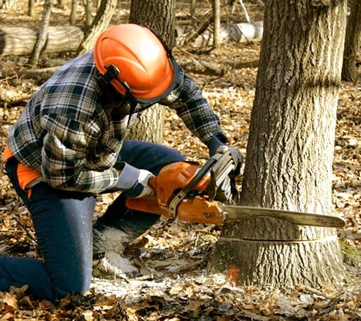 Tree Removal in Petroleum, WV